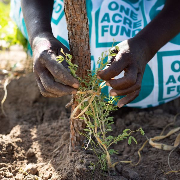 A smallholder farmer ties a musangu seedling to a stick for support.
