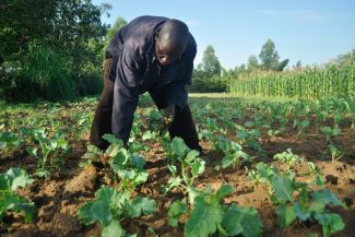Farmer inspecting his Sukuma field