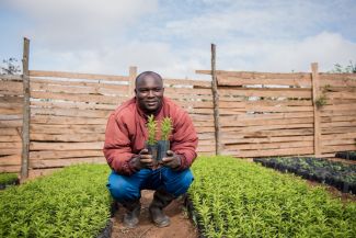A tree nursery manager squatting between rows of tree seedlings