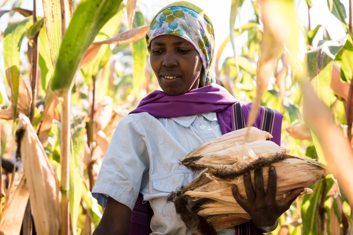 Woman farmer surrounded by maize crops