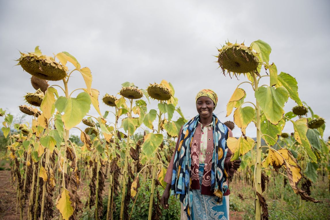 A farmer stands in their sunflower field. 