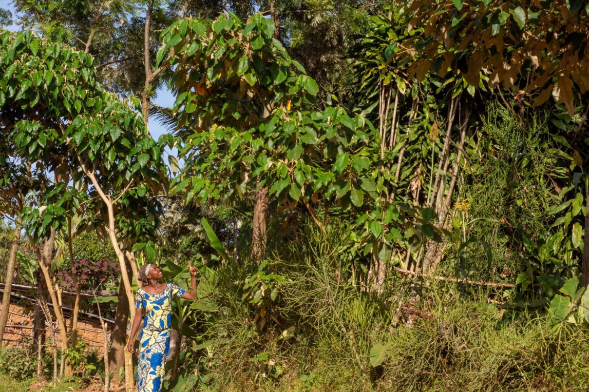A smallholder farmer standing and pointing up to her cluster of trees. 